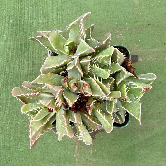 Tiger Jaws (LL80) | Faucaria tigrina