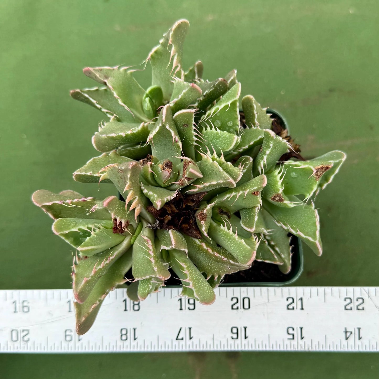 Tiger Jaws (LL80) | Faucaria tigrina