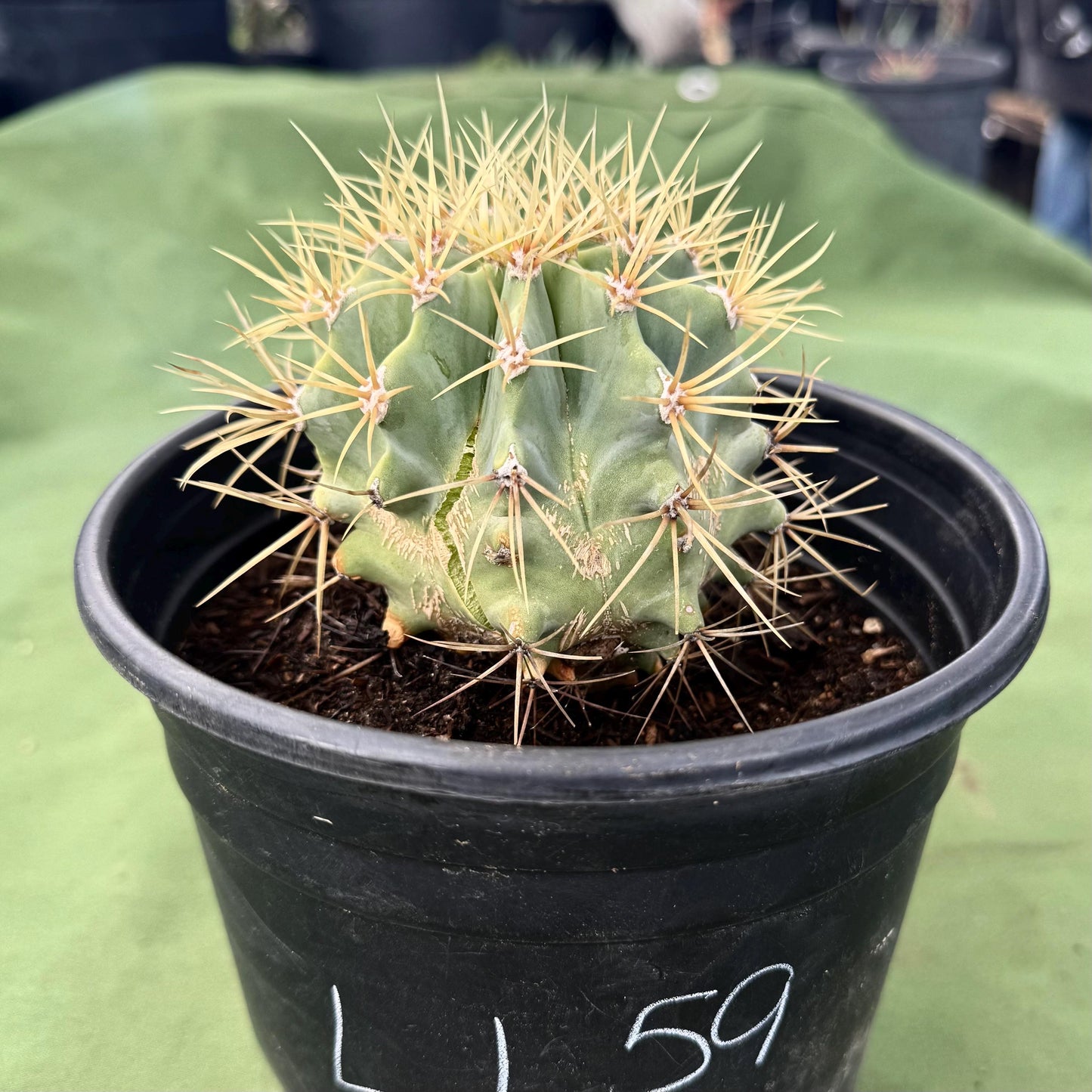 Glaucous Barrel Cactus (LL59) | Ferocactus glaucescens