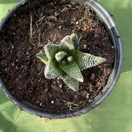 Zebra Plant (LL52) | Haworthiopsis fasciata
