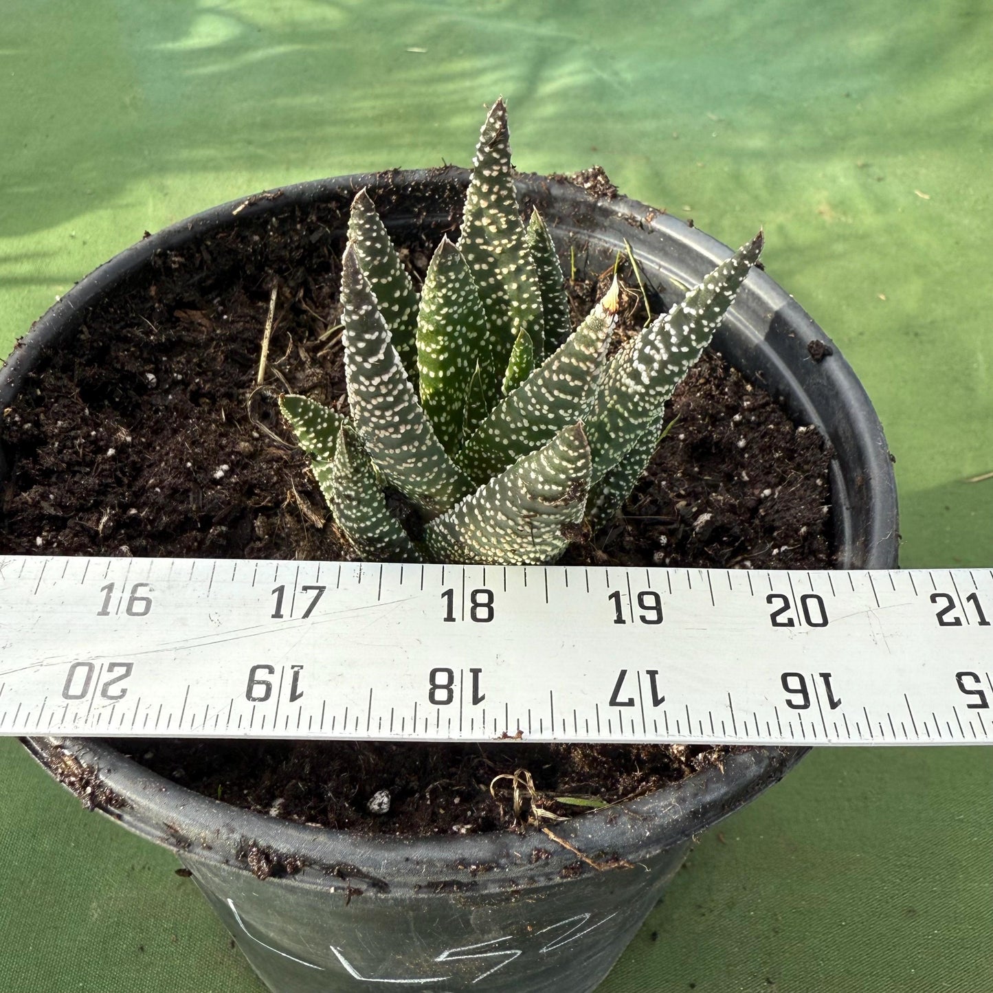 Zebra Plant (LL52) | Haworthiopsis fasciata