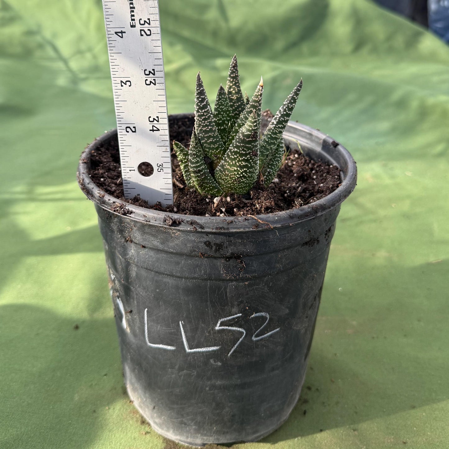 Zebra Plant (LL52) | Haworthiopsis fasciata