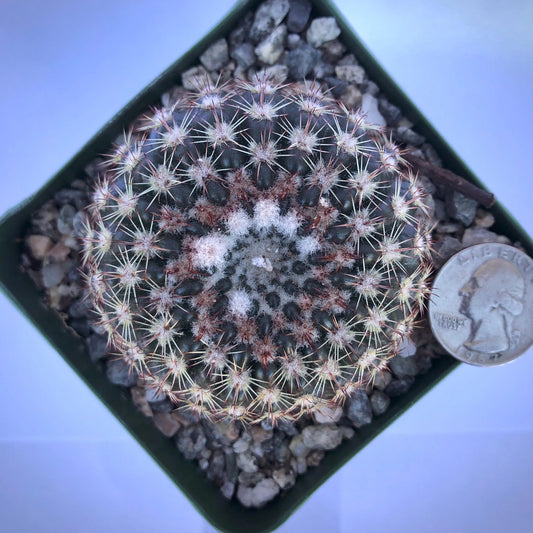 4-inch Notocactus ritterianus | Parodia mammulosa