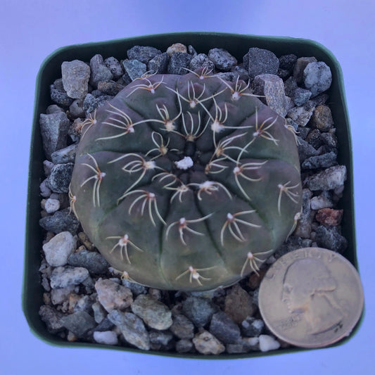 4-inch Gymnocalycium schreiteri
