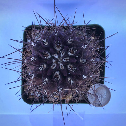 4-inch Neochilenia cachytaensis | Neoporteria cachytaensis