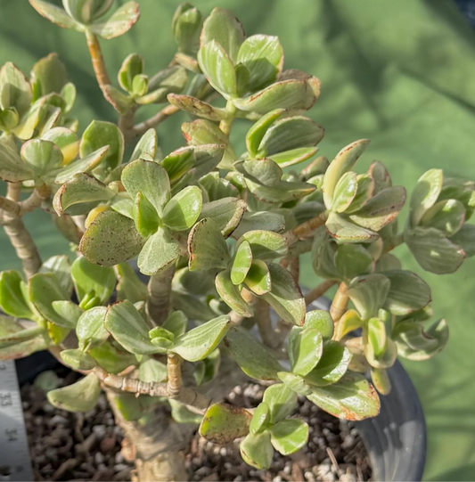 Crassula ovata 'Variegata' 6in