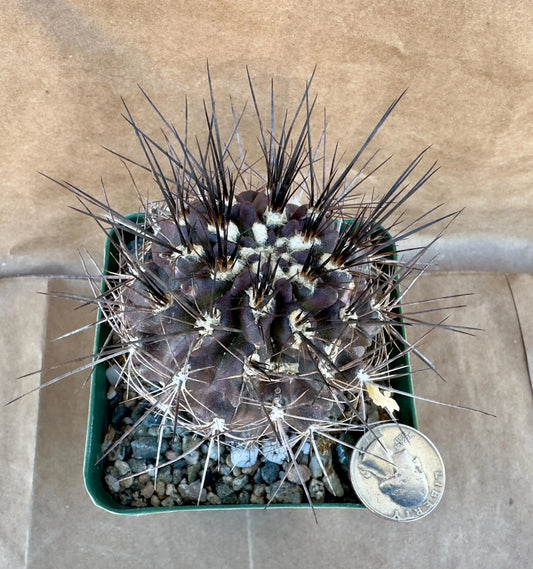 4-inch Neochilenia cachytaensis | Neoporteria cachytaensis A1