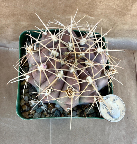 4-inch Gymnocalycium griseopallidum A1