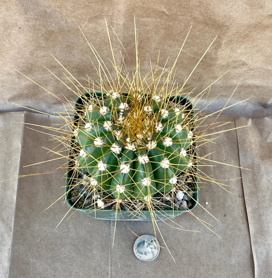 4-inch Buiningia brevicylindrica var. Longispina A1