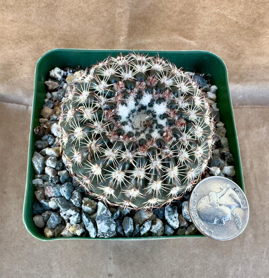 4-inch Notocactus ritterianus | Parodia mammulosa A1