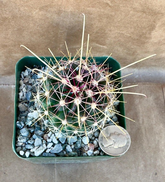 4-inch Hamatocactus davisii | Ferocactus hamatacanthus var. davisii A1