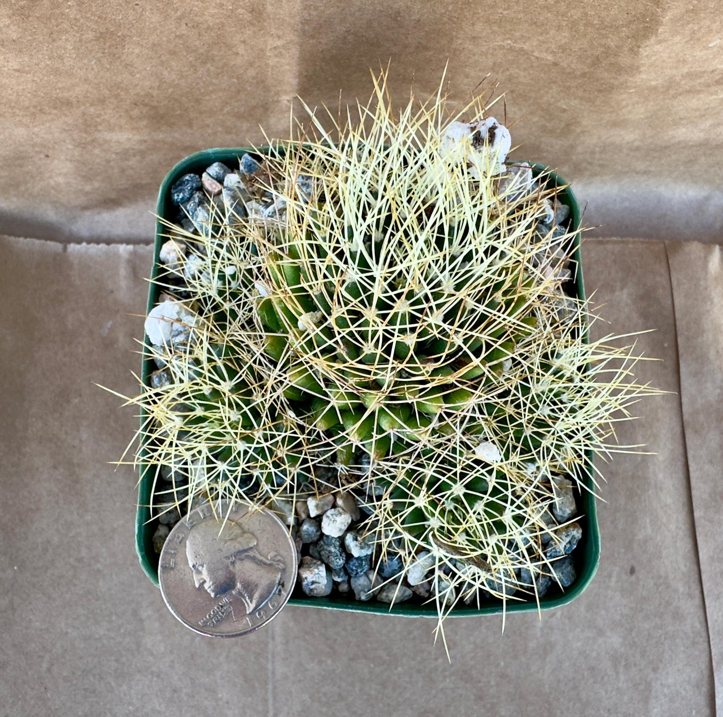 4-inch Mammillaria camptotricha | Bird’s Nest Cactus A1