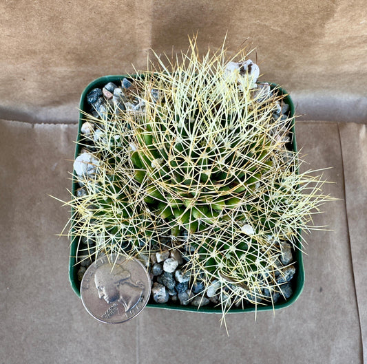 4-inch Mammillaria camptotricha | Bird’s Nest Cactus A1