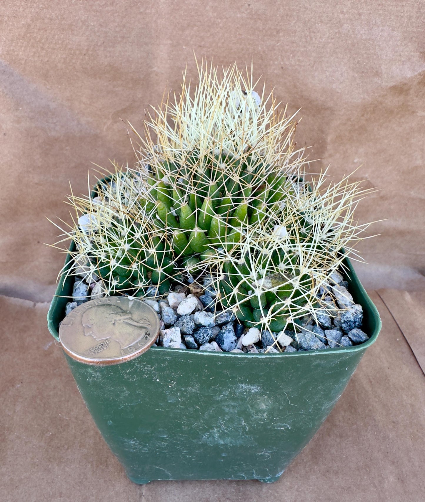 4-inch Mammillaria camptotricha | Bird’s Nest Cactus A1
