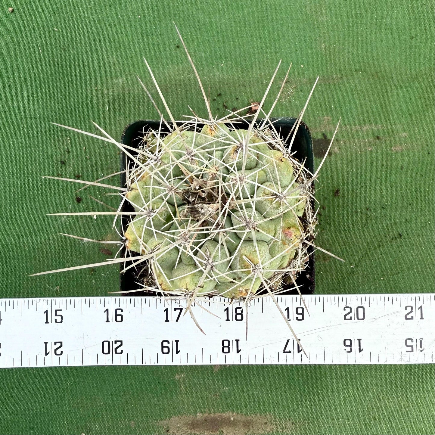 Thelocactus hexaedrophorus (LL73)