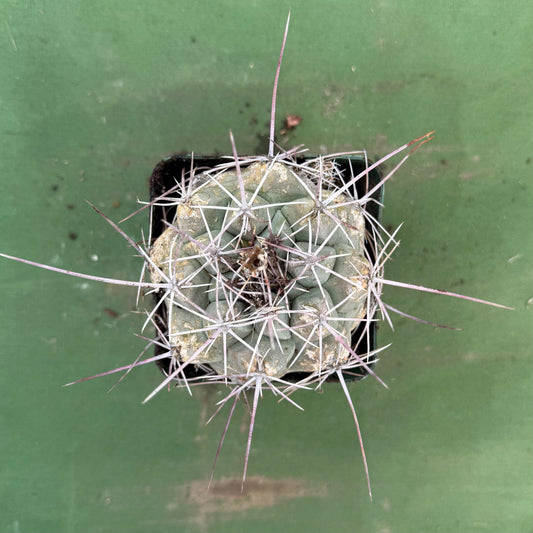 Thelocactus hexaedrophorus (LL74)
