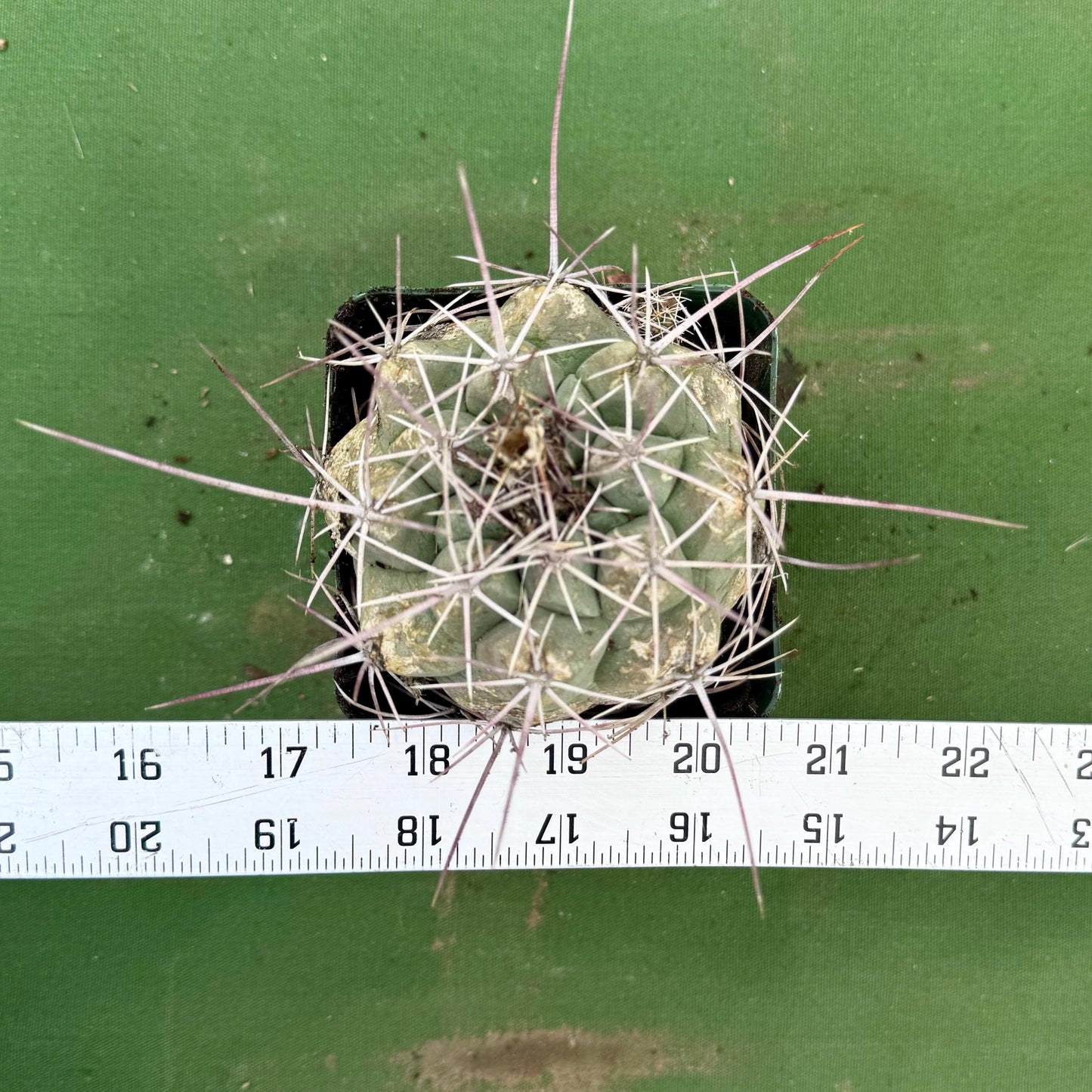 Thelocactus hexaedrophorus (LL74)