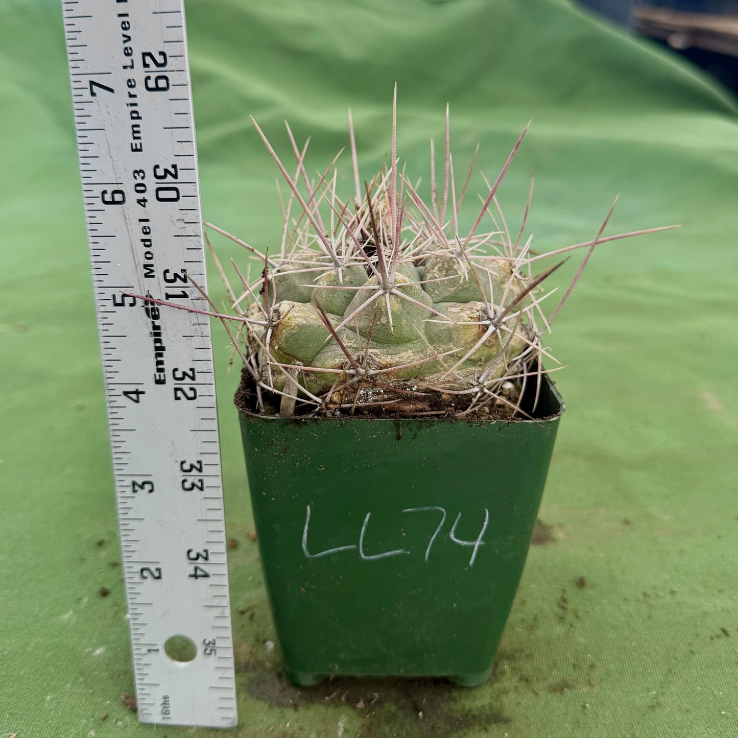 Thelocactus hexaedrophorus (LL74)