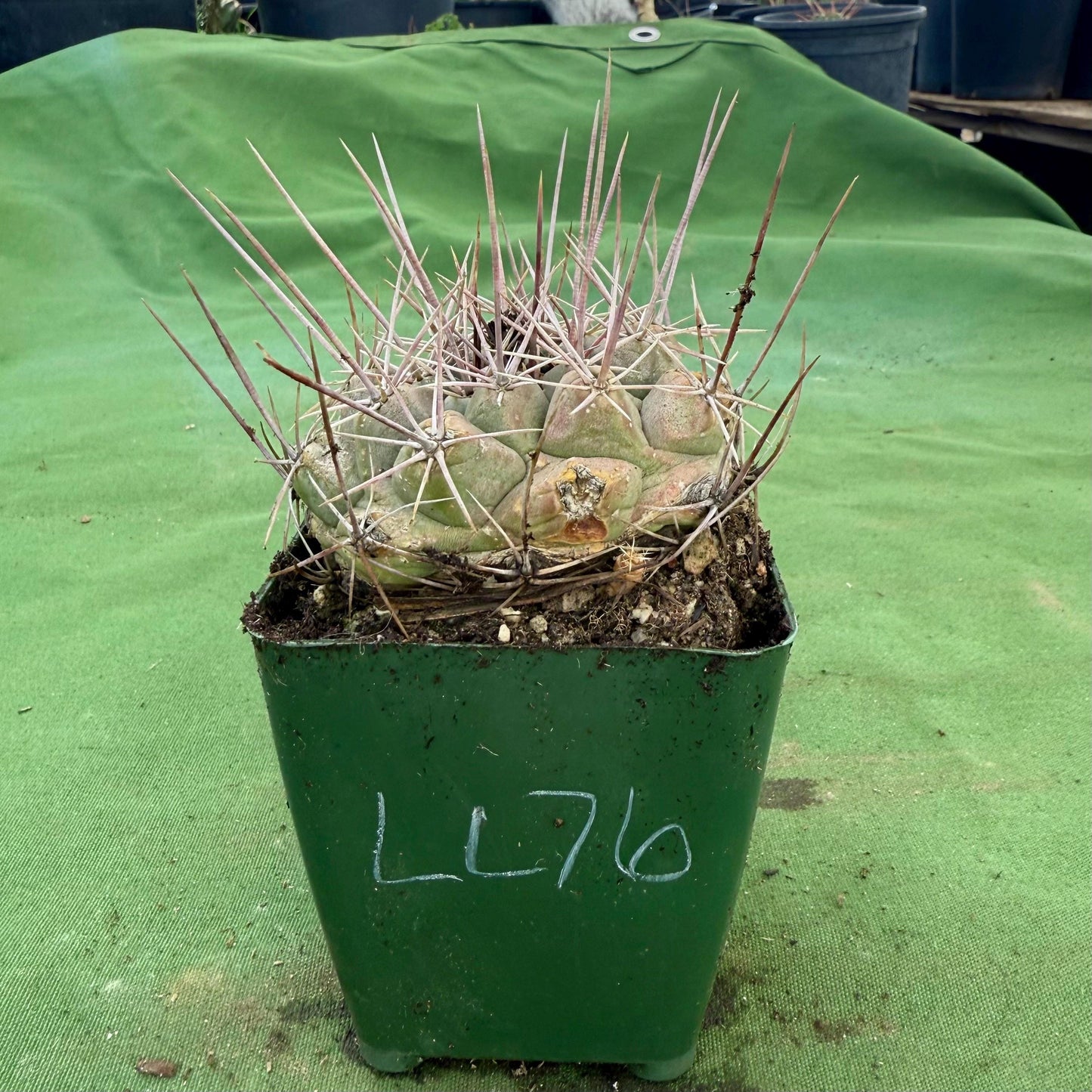 Thelocactus hexaedrophorus (LL76)