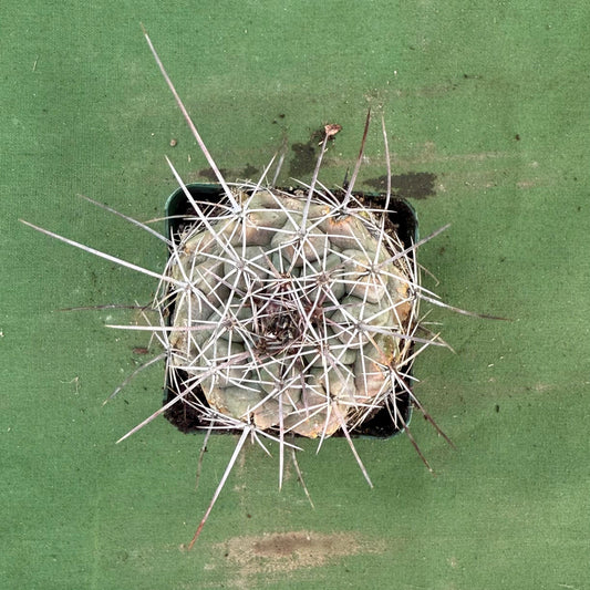 Thelocactus hexaedrophorus (LL76)