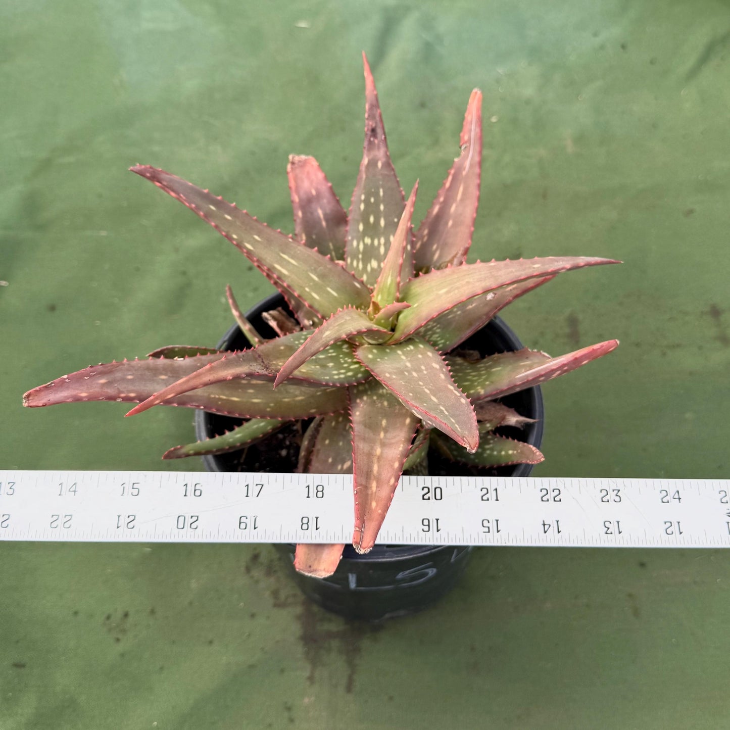 Aloe Rooikappie (LL54) | Little Red Riding Hood