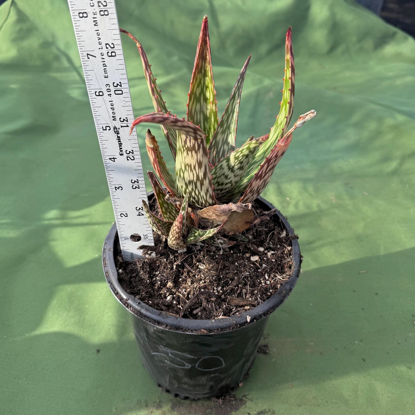 Aloe 'Chico Banana' (LL50)