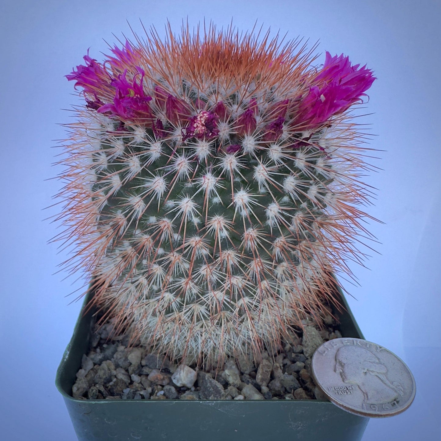 4-inch Spiny Pincushion Cactus | Mammillaria spinosissima