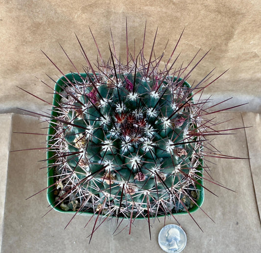 4-inch Mammillaria tesopacensis var. rubraflora | Mammillaria sonorensis A1