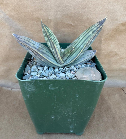 Aloe karasbergensis - Karasberg Coral Aloe