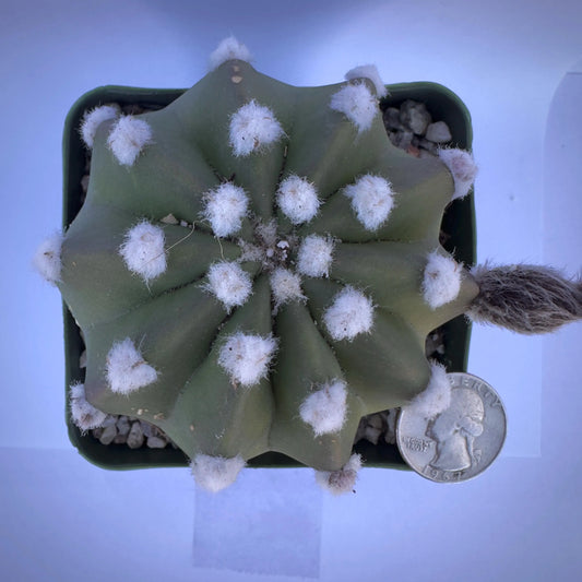 4-inch Echinopsis subdenudata ‘Fuzzy Navel’