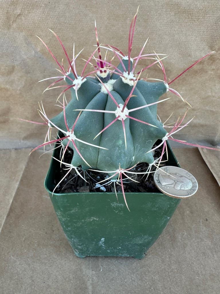 4-inch Ferocactus rectispinus | Emory's Barrel Cactus E1