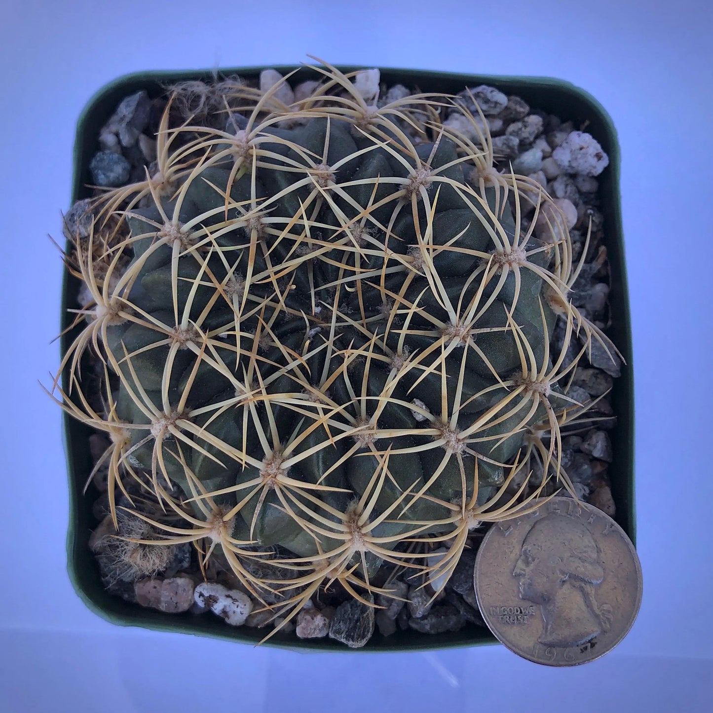 4-inch Echinopsis cinnabarina | Lobivia cinnabarina var. prestoana