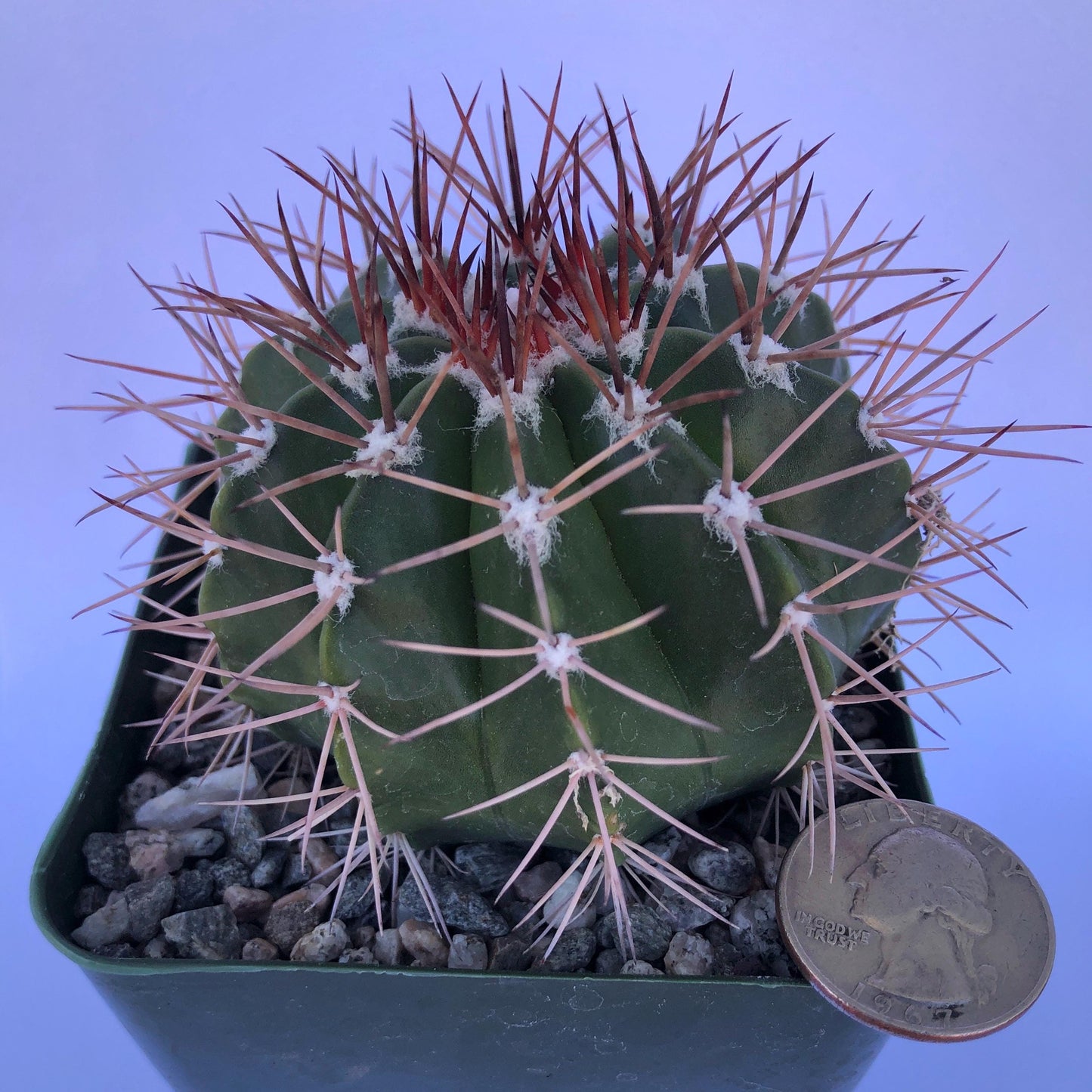 4-inch Turk's Cap Cactus | Melocactus violaceus