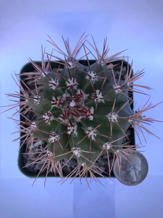 4-inch Turk's Cap Cactus | Melocactus violaceus