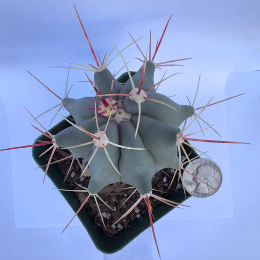 4-inch Emory's Barrel Cactus | Ferocactus rectispinus