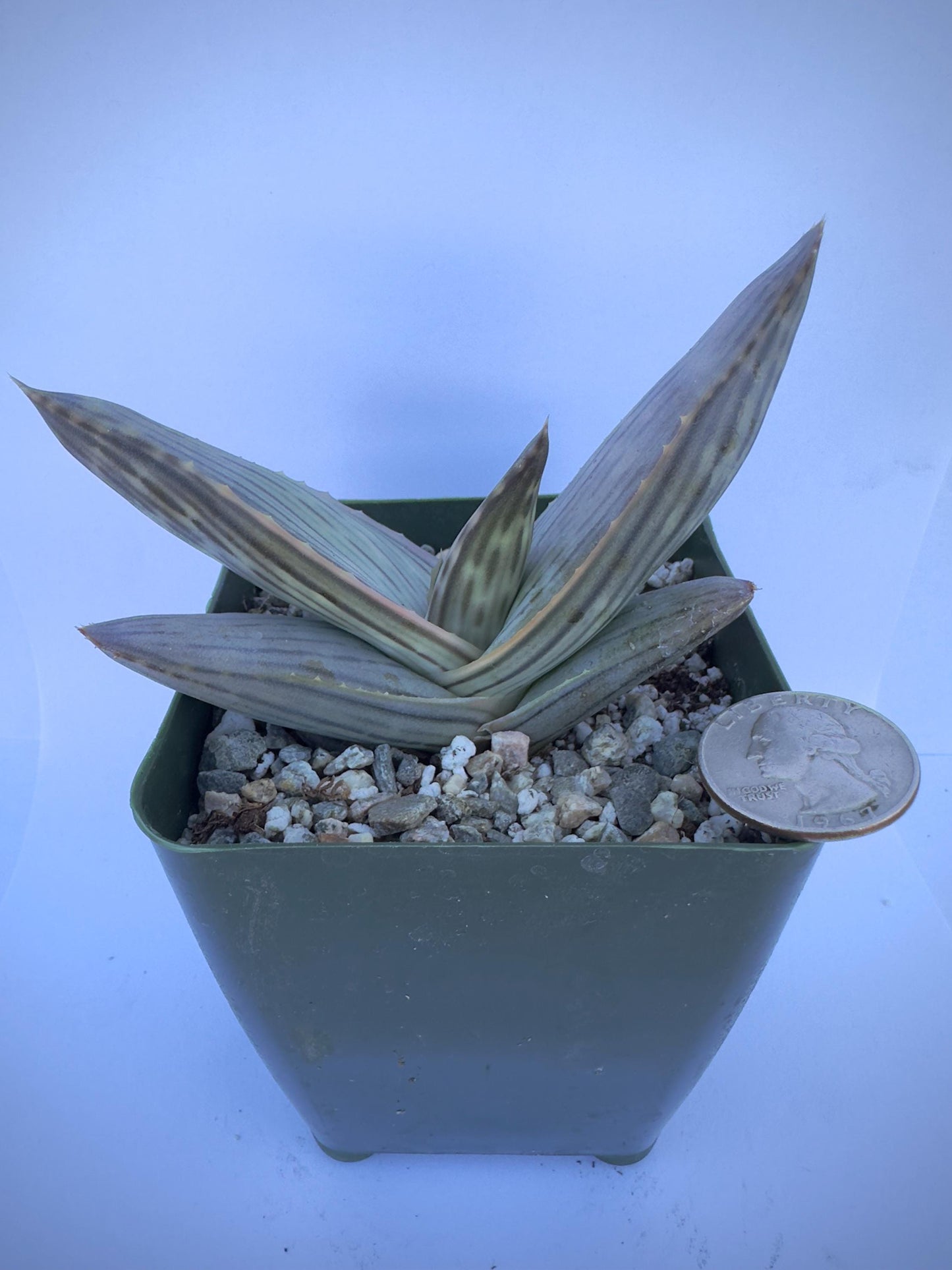 4-inch Karasberg Coral Aloe | Aloe striata ssp. karasbergensis