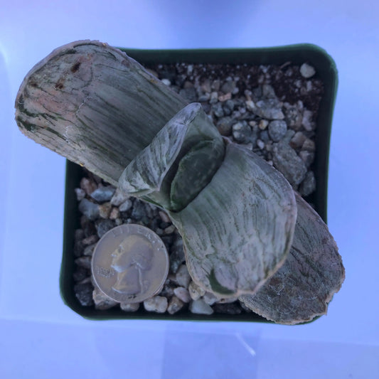 4-inch Gasteria sp. 'Sakura Fuji'