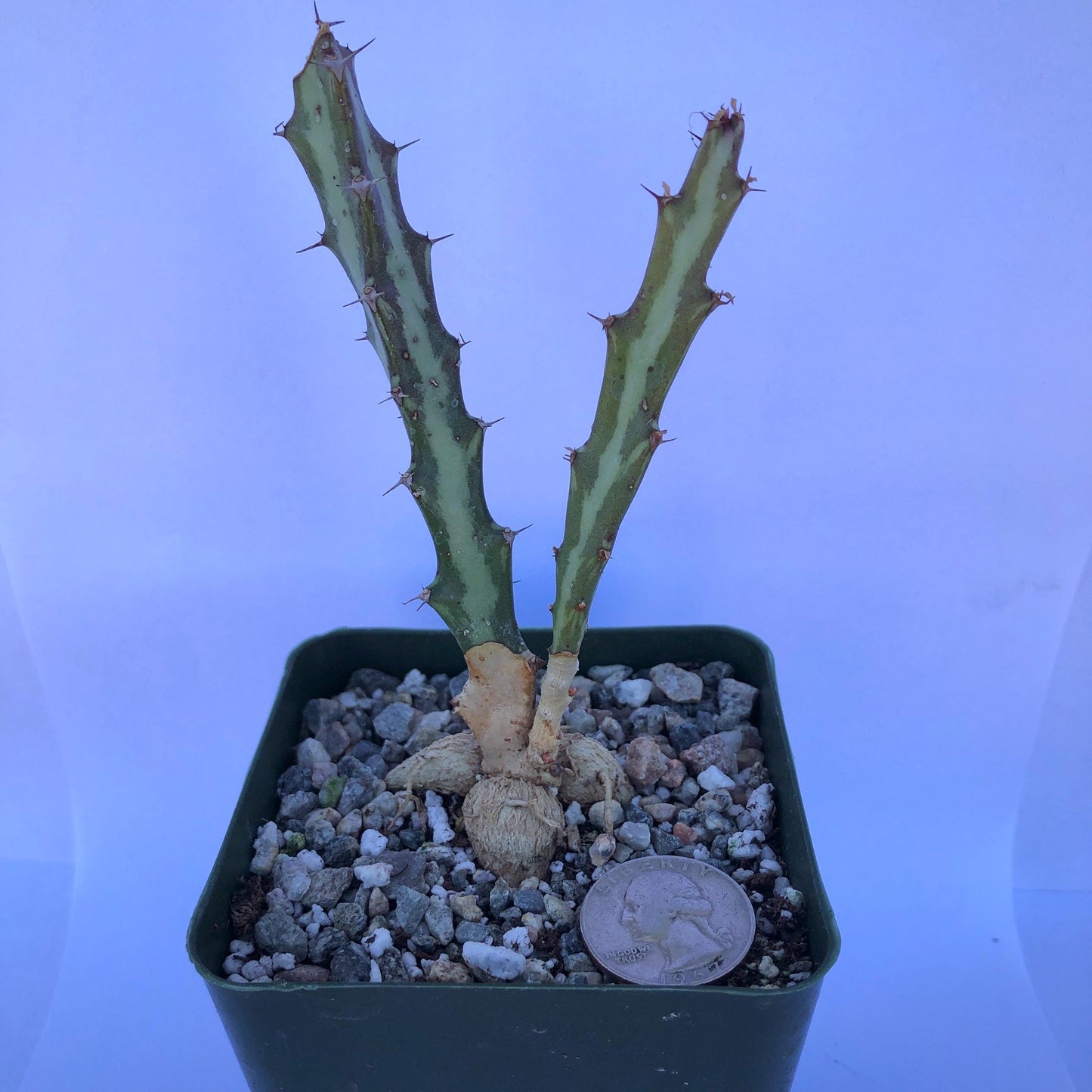4-inch Euphorbia knuthii