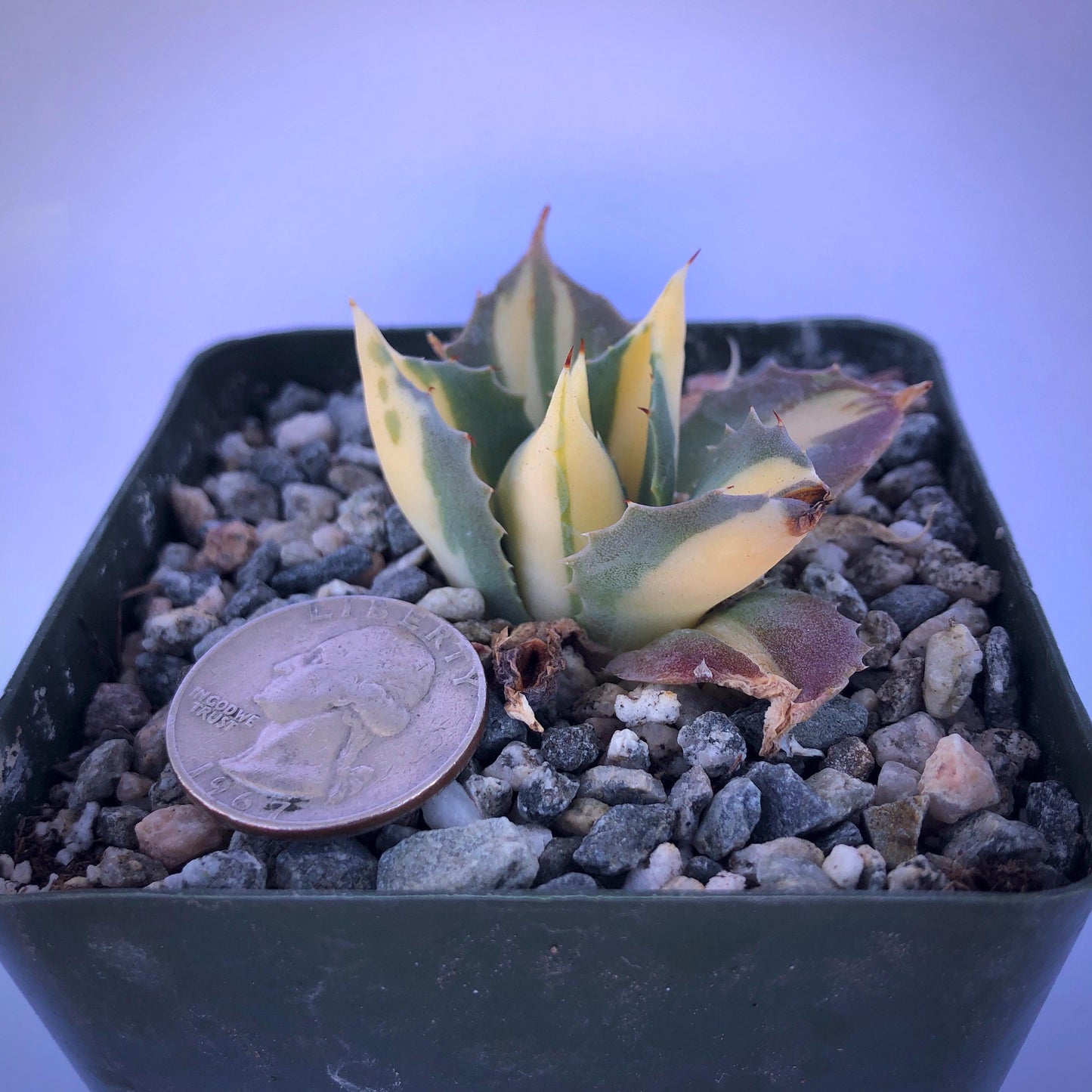 4-inch Variegated Agave isthmensis