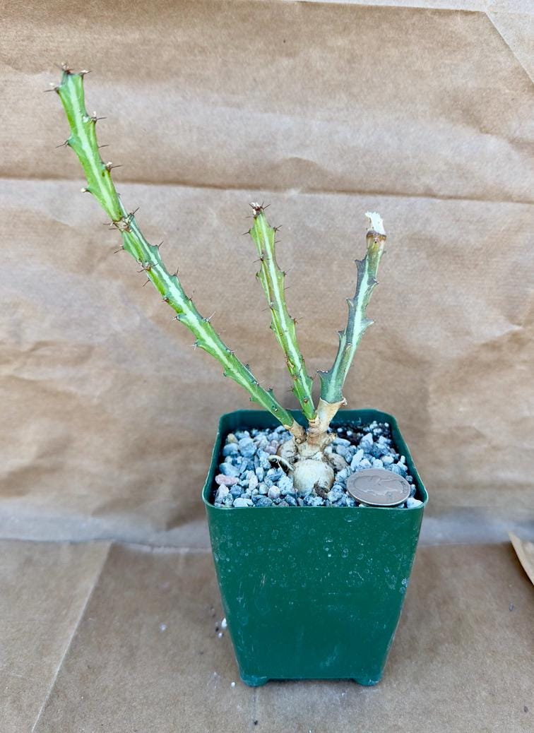 4-inch Euphorbia knutthi E1