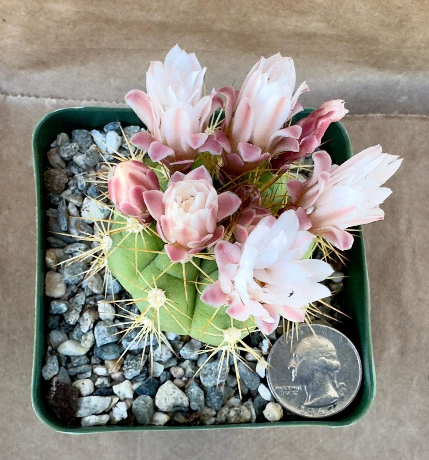 4-inch Gymnocalycium chacoense A1