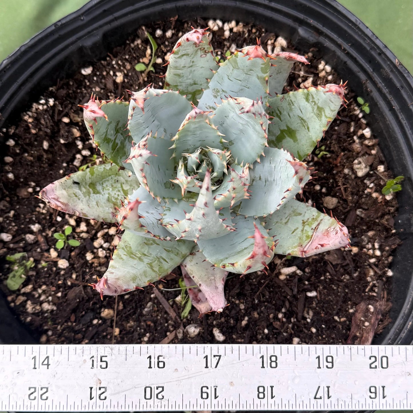 Fez Aloe (LL2) | Aloe peglerae