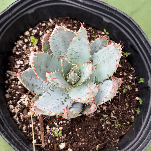 Fez Aloe (LL3) | Aloe peglerae