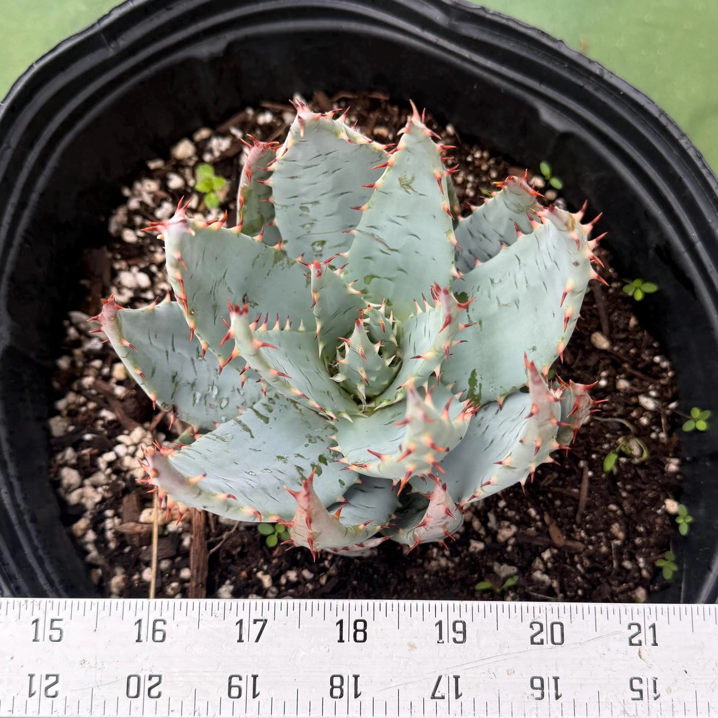 Fez Aloe (LL3) | Aloe peglerae