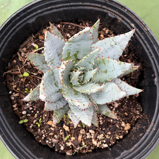 Fez Aloe (LL4) | Aloe peglerae