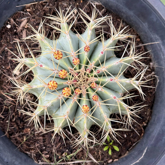 Glaucous Barrel Cactus (LL16) | Ferocactus glaucescens