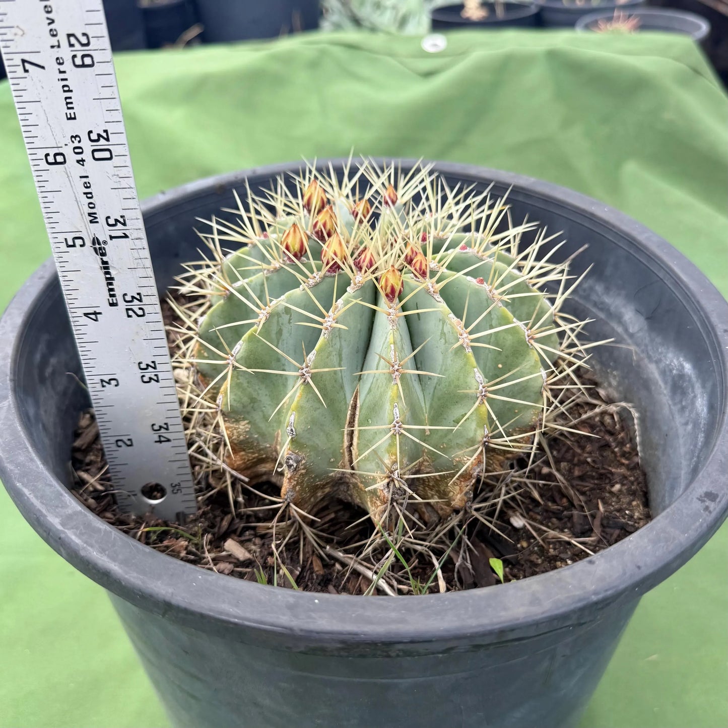 Glaucous Barrel Cactus (LL16) | Ferocactus glaucescens