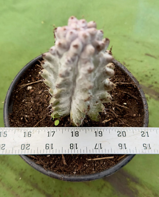 Stenocereus beneckei AMP51