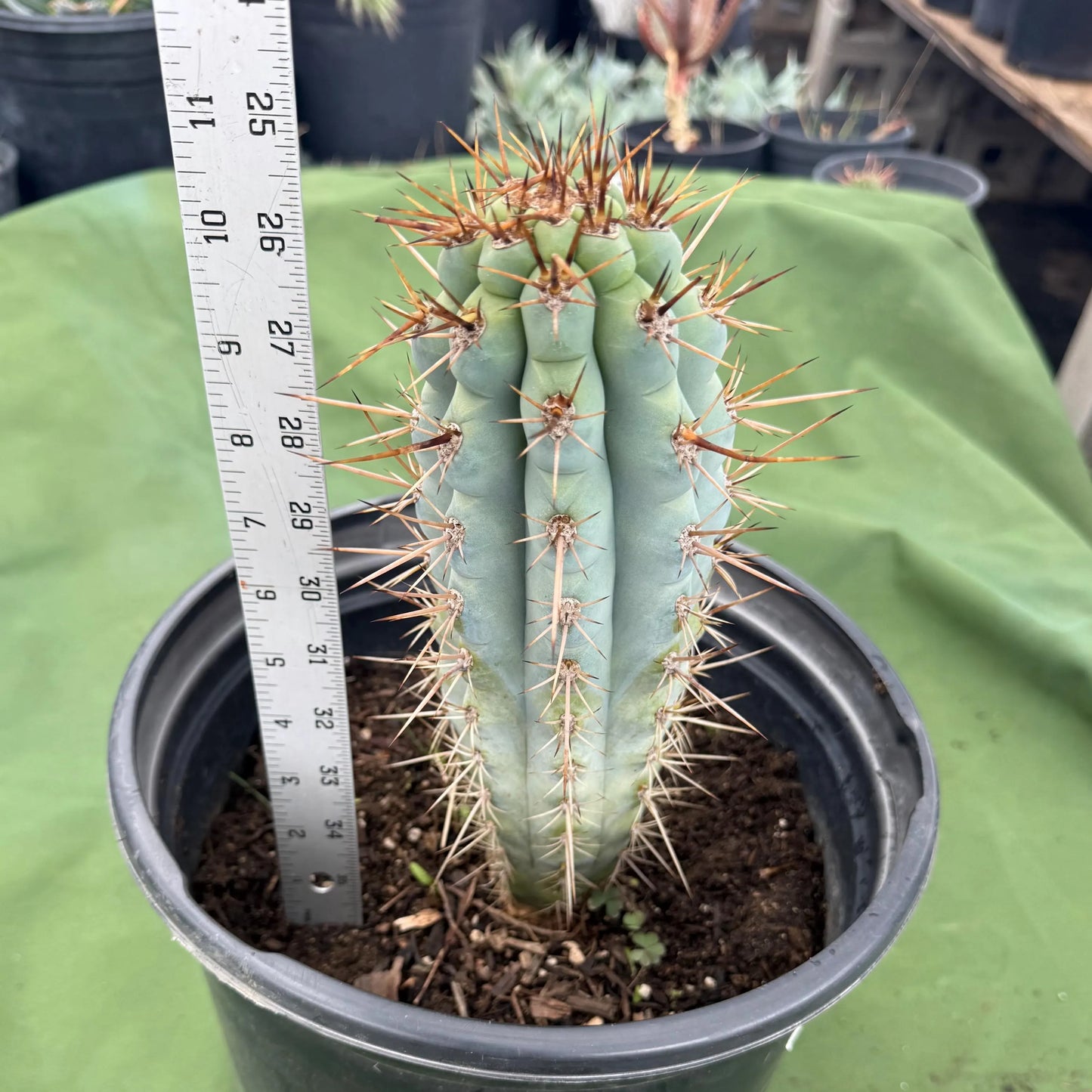 Blue Cereus (LL13) | Browningia hertlingiana