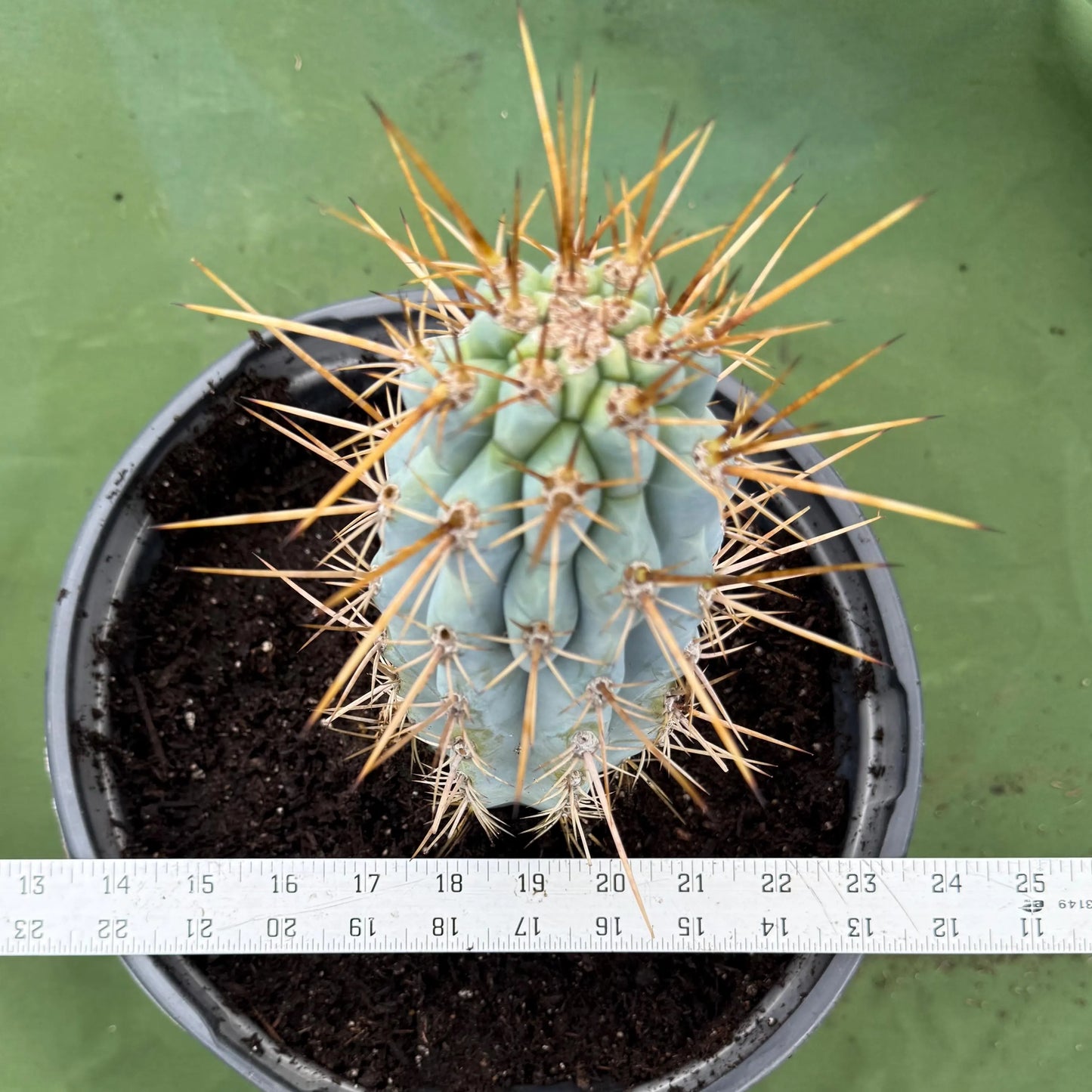 Blue Cereus (LL14) | Browningia hertlingiana